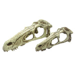 Voir l’image dans la galerie, KOMODO Crâne de Rapace XL pour Reptiles