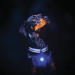 Voir l’image dans la galerie, Rogz - RogLite - Lumière de Sécurité pour Chiens