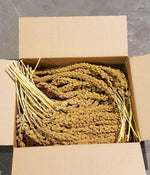 Voir l’image dans la galerie, ZOO-MAX Millet en Grappe 5lb pour Oiseaux
