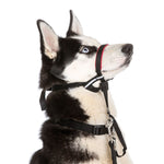 Voir l’image dans la galerie, Halti - Licol de Dressage OptiFit - Accessoire de Dressage pour Chiens