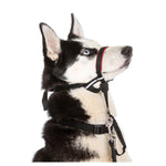 Voir l’image dans la galerie, Halti - Licol de Dressage OptiFit - Accessoire de Dressage pour Chiens