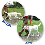 Voir l’image dans la galerie, Halti - Licol de Dressage - Accessoire de Dressage pour Chiens