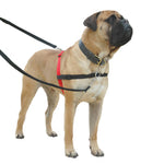 Voir l’image dans la galerie, Halti - Harnais de Contrôle Avant - Harnais pour Chiens
