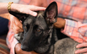 un chien anxieux
