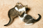 des chats qui jouent ensemble