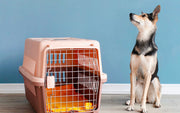 un chien à côté de sa cage