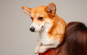 un chien anxieux
