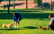 un parc à chien