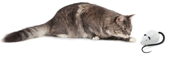 PETSAFE Jouet Chat Interactif Rolorat