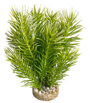 SYDECO Plante Deco Arbre Japonais 14cm pour Aquarium