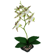 KOMODO Orchidée Araignée 40cm pour Reptiles