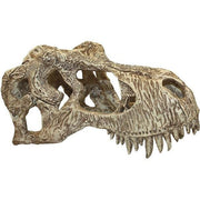 KOMODO Crâne de Rapace T-Rex, T-Grand