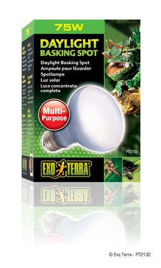 Exo Terra - Ampoule-Spot Lumière du Jour - Éclairage pour Terrariums