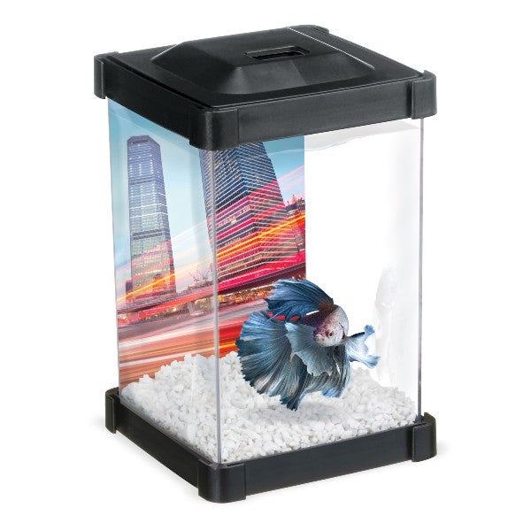Marina Betta - Aquarium Tour - Aquarium pour Poissons