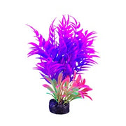 *MARINA iGlo Plantes 5.5