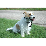 Voir l’image dans la galerie, Halti - Licol de Dressage - Accessoire de Dressage pour Chiens