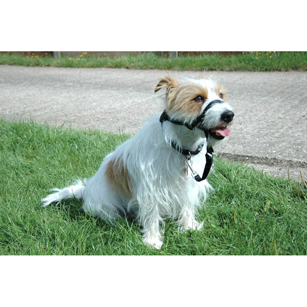 Halti - Licol de Dressage - Accessoire de Dressage pour Chiens