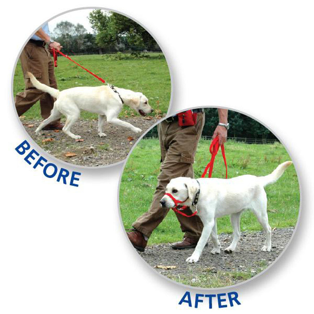 Halti - Licol de Dressage - Accessoire de Dressage pour Chiens