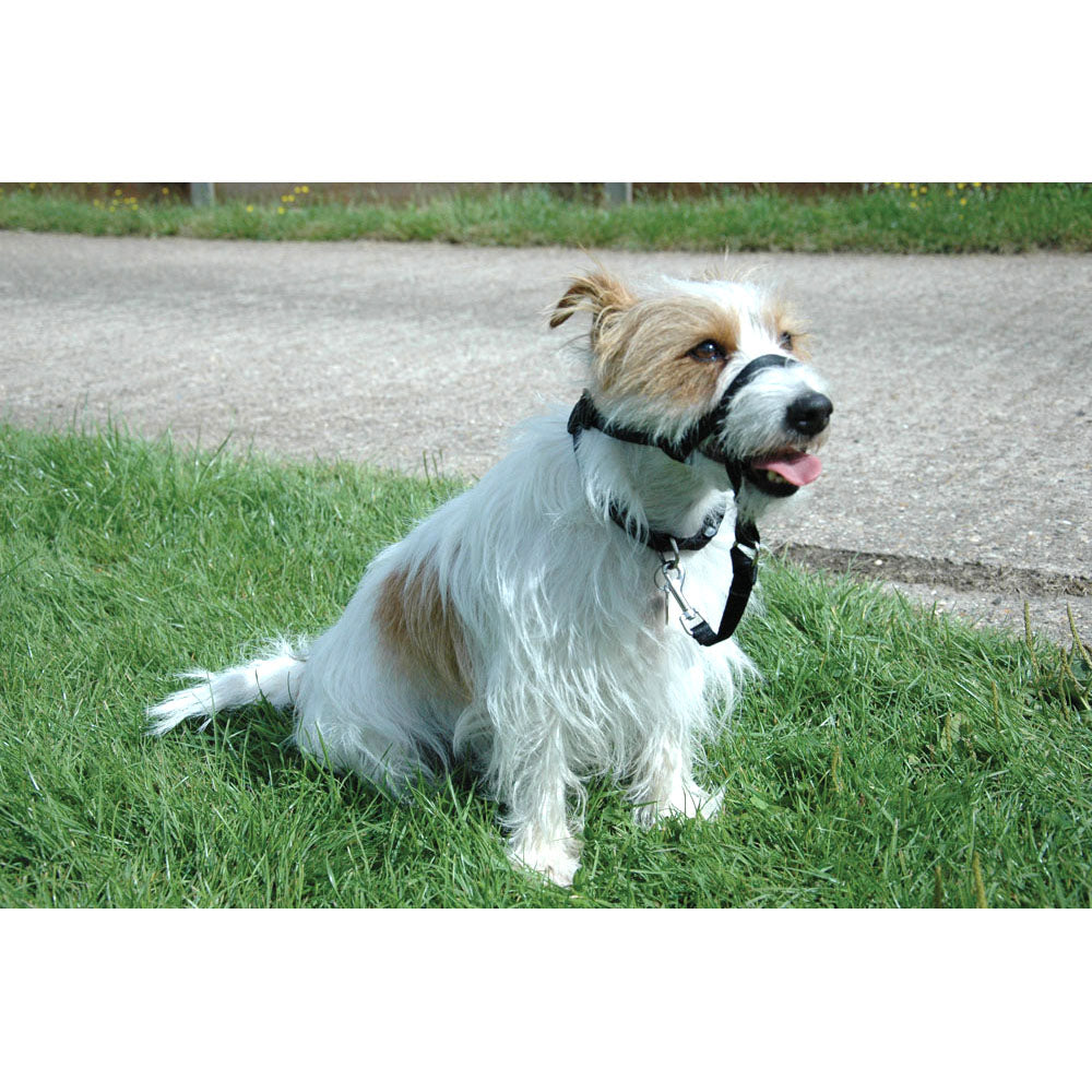 Halti - Licol de Dressage - Accessoire de Dressage pour Chiens