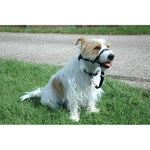 Voir l’image dans la galerie, Halti - Licol de Dressage - Accessoire de Dressage pour Chiens
