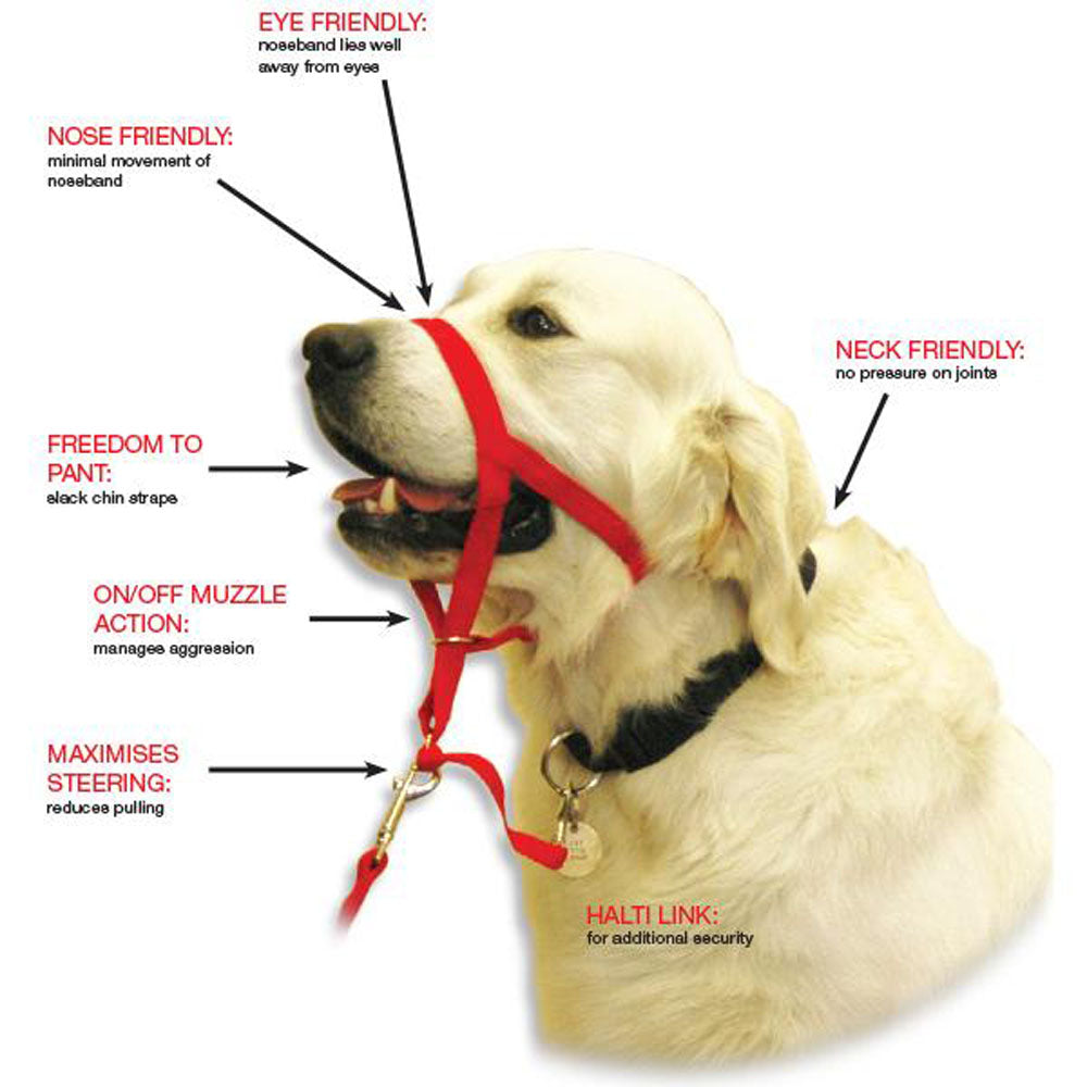 Halti - Licol de Dressage - Accessoire de Dressage pour Chiens