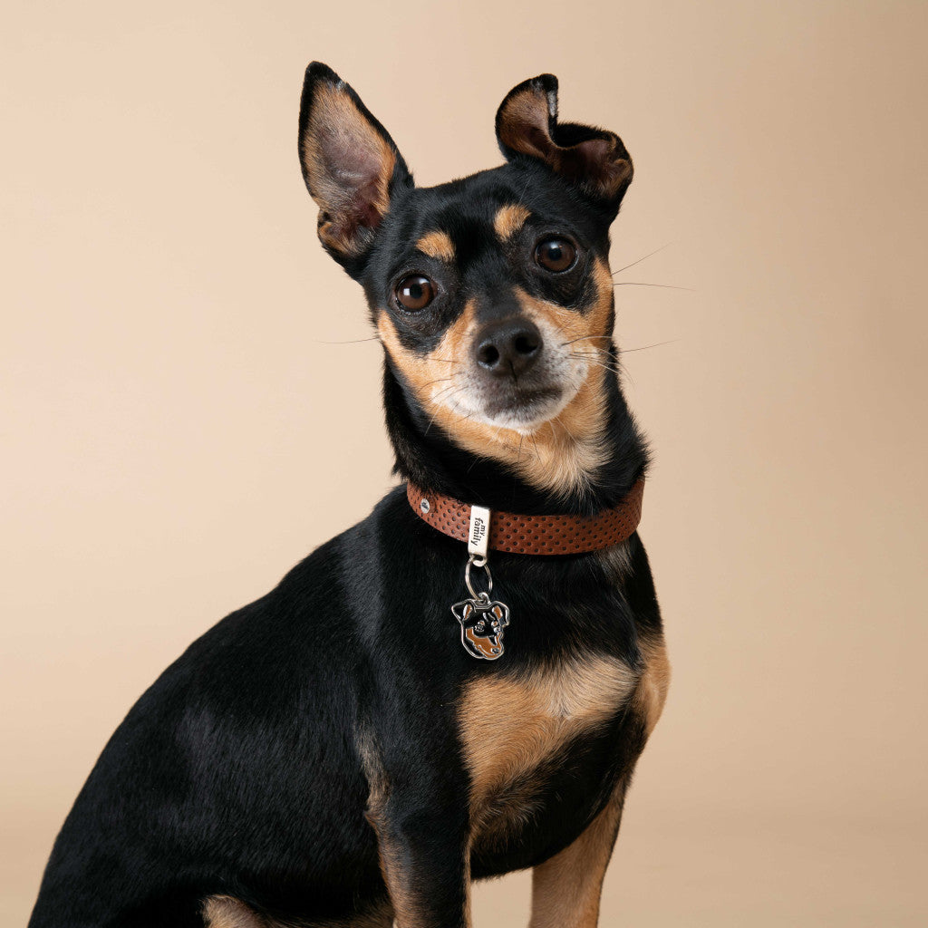 MFC Friends Pinscher Marron & Noir