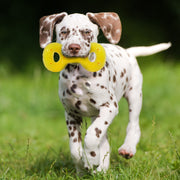 Nerf Dog - Jouet Scentology Tug au Beurre d'Arachide pour Chiens