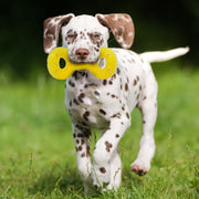 Nerf Dog - Jouet Scentology Tug au Beurre d'Arachide pour Chiens
