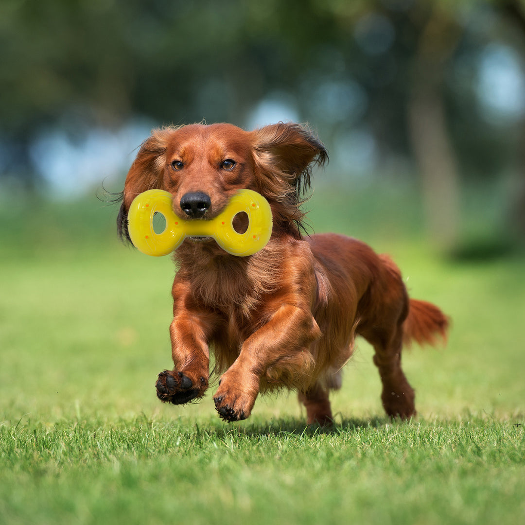 Nerf Dog - Jouet Scentology Tug au Beurre d'Arachide pour Chiens