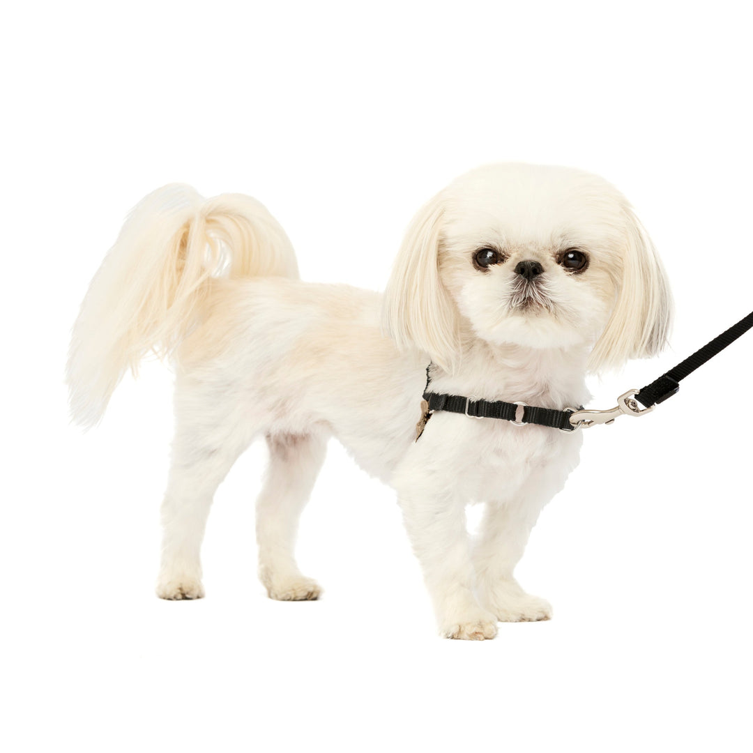 Petsafe - Easy Walk Harnais - Harnais Anti-Traction pour Chiens