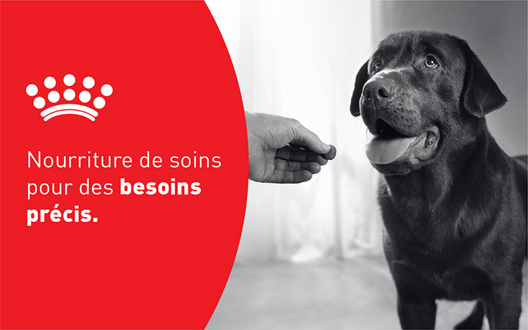Royal Canin