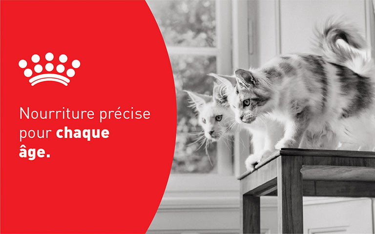 Royal Canin
