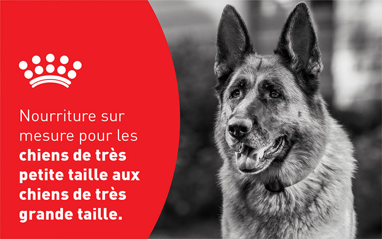 Royal Canin